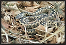 Adder, Common Viper, Vipera berus Location: Twente, the Netherlands adder MG 5777 kopie